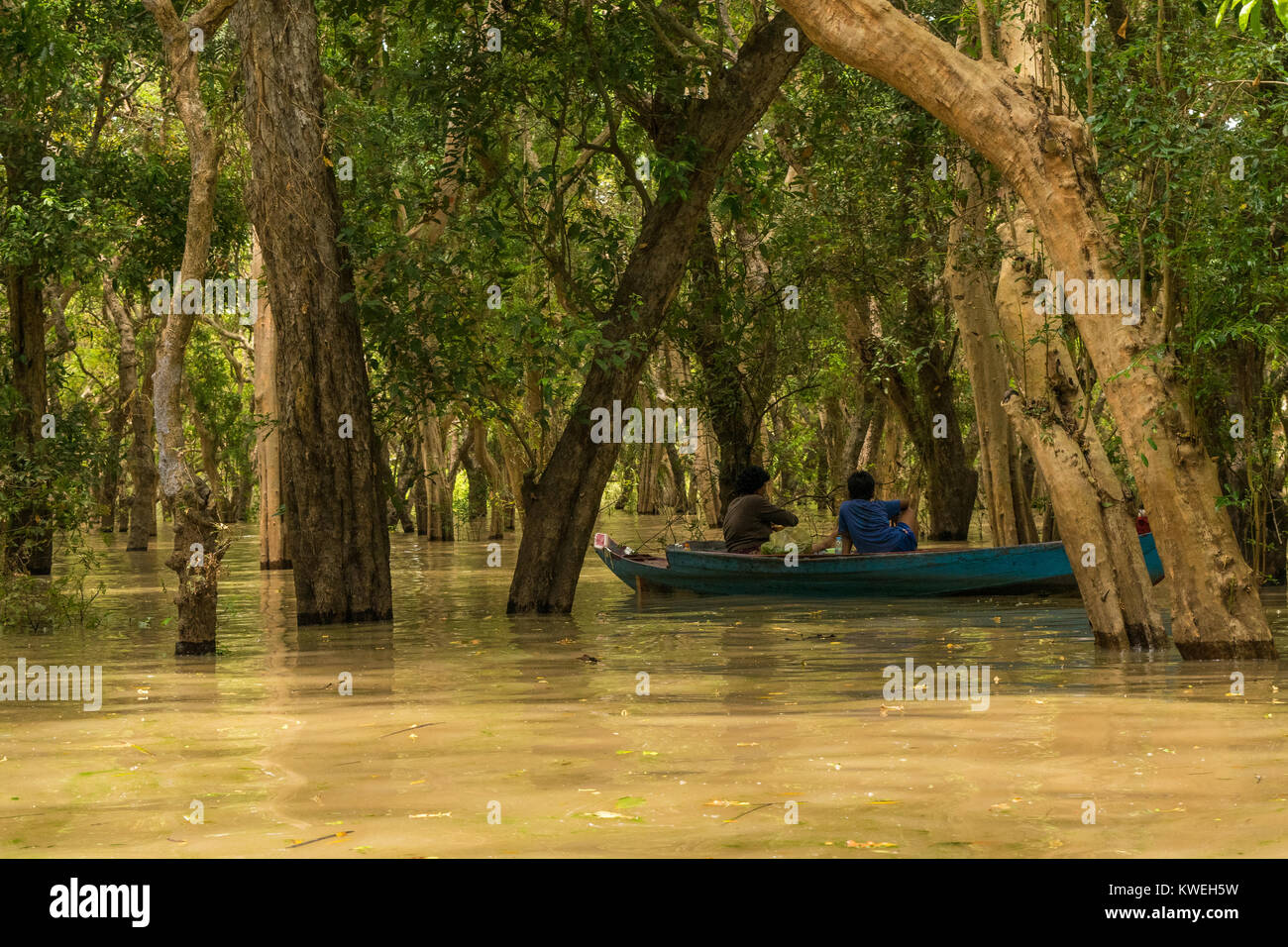 Deux peuples asiatiques sur un bleu bateau, explorer la forêt noyée arbres inondés flottant dans Kampong Phluk, Siem Reap, Cambodge, Asie du Sud Est. Banque D'Images