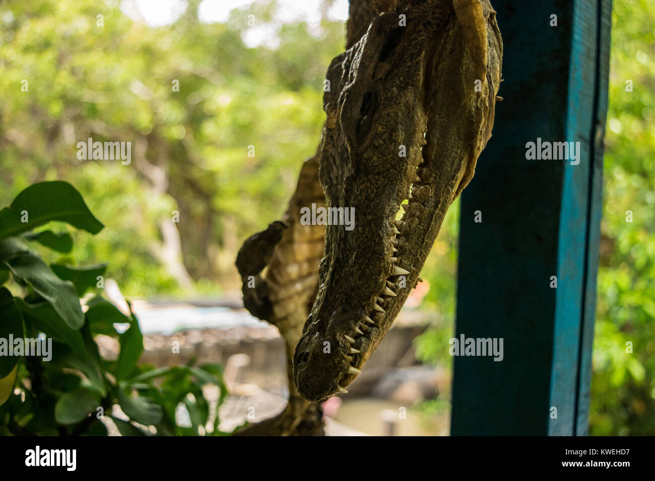 Le chef d'un petit crocodile, accroché à l'écran avec le reste de la peau et du corps secs, à un restaurant flottant à Kampong Phluk, Cambodge Banque D'Images