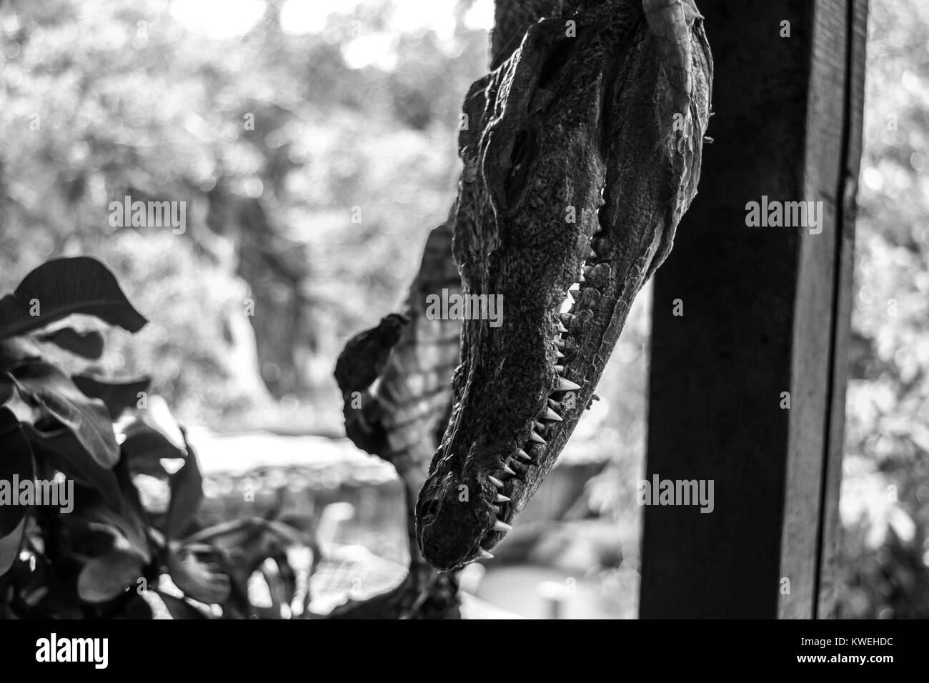 Le chef d'un petit crocodile, accroché à l'écran avec le reste de la peau et du corps secs, à un restaurant flottant à Kampong Phluk, Cambodge Banque D'Images