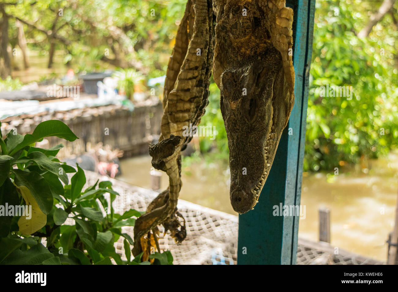 Le chef d'un petit crocodile, accroché à l'écran avec le reste de la peau et du corps secs, à un restaurant flottant à Kampong Phluk, Cambodge Banque D'Images