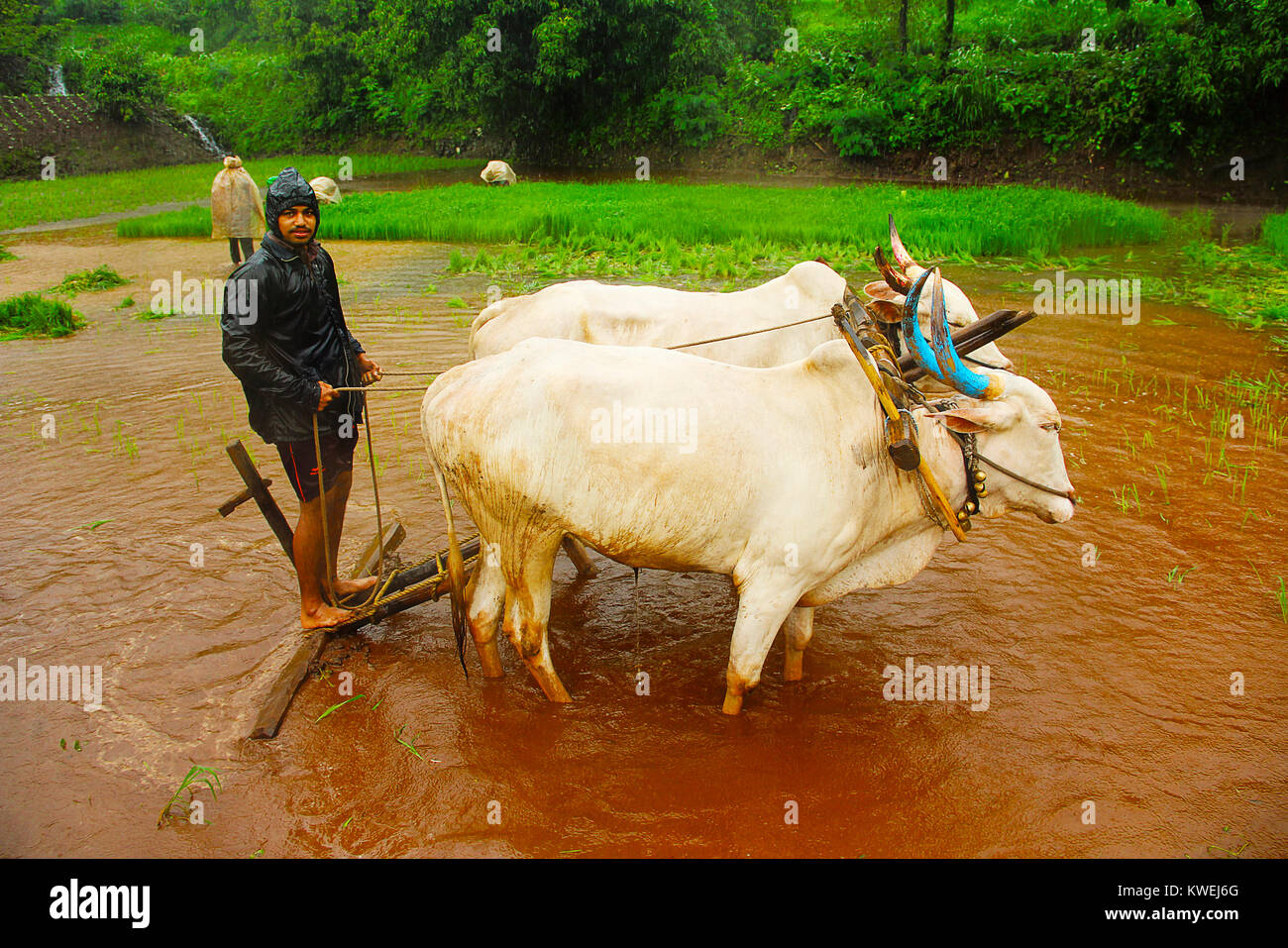 Jeune agriculteur labourant rizière champ avec une paire de boeufs, près de Lavasa, Pune Banque D'Images