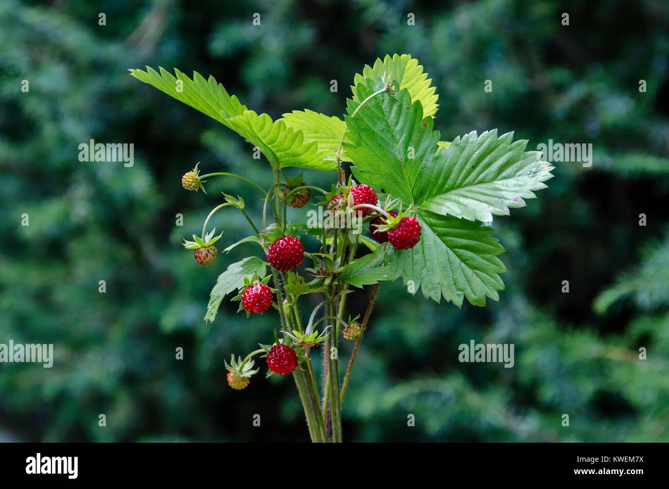 Bouquet de fruits mûrs de fraise sauvage avec feuille, Plana, montagne Bulgarie Banque D'Images