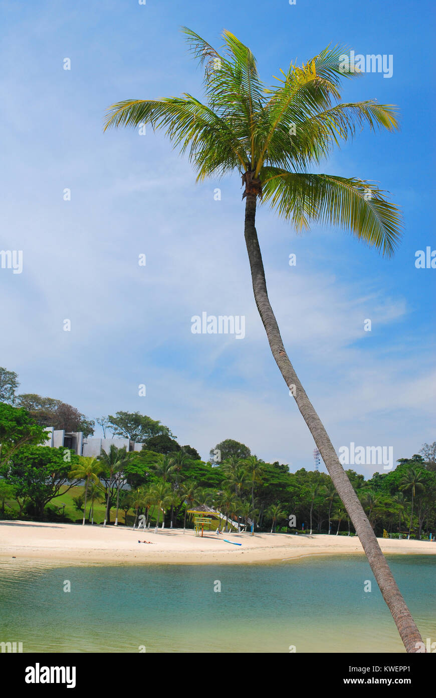 Scieries de cocotiers se balançant dans le vent le long d'une plage de sable blanc, représentant des concepts tels que la maison de vacances et locations, Paradise Island, voyage, le Banque D'Images