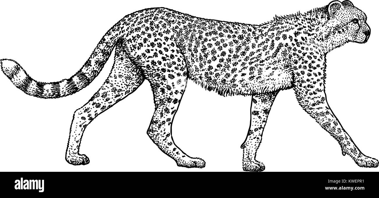 Cheetah illustration, dessin, gravure, encre, dessin au trait, vector Illustration de Vecteur
