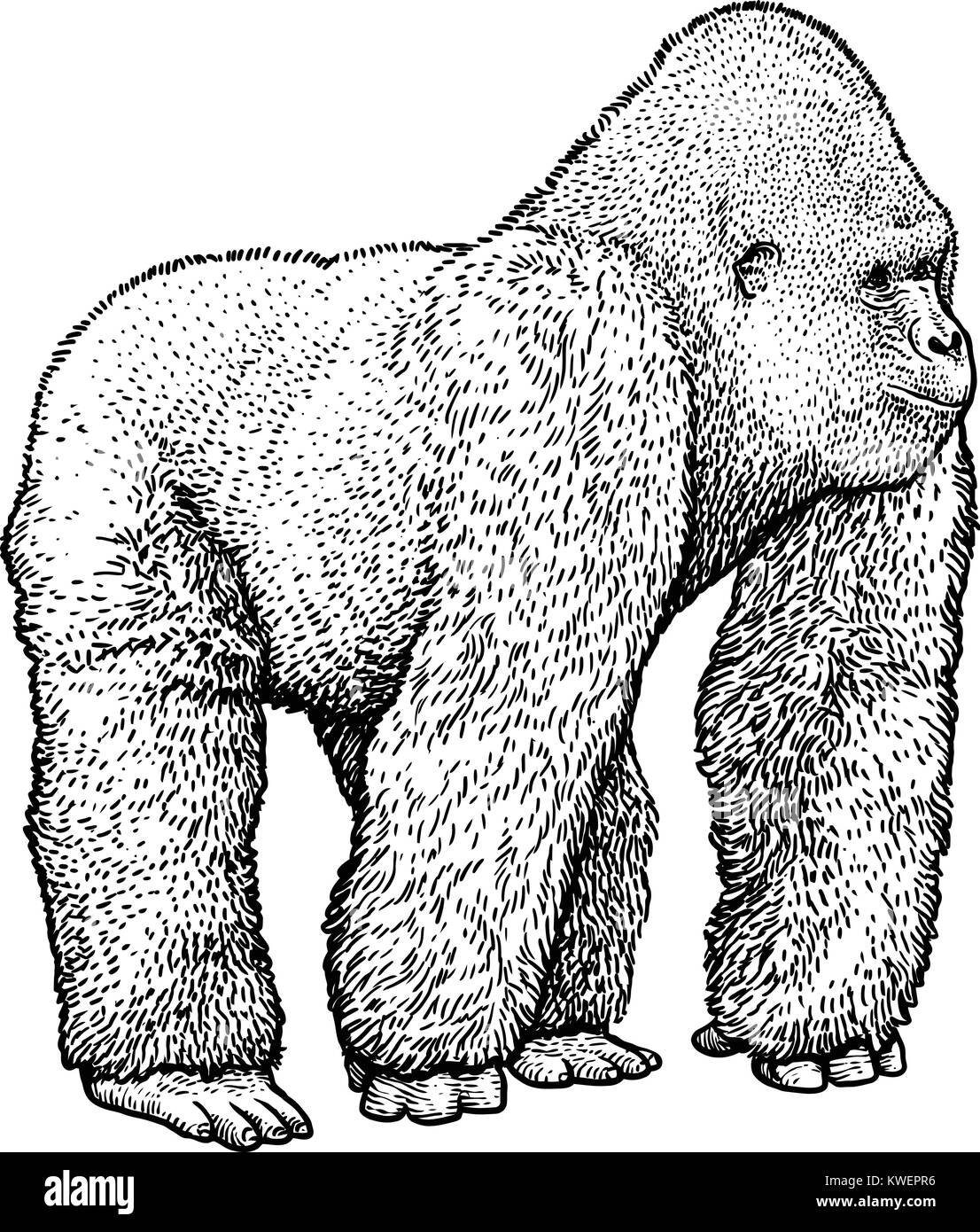 Gorilla illustration, dessin, gravure, encre, dessin au trait, vector Illustration de Vecteur