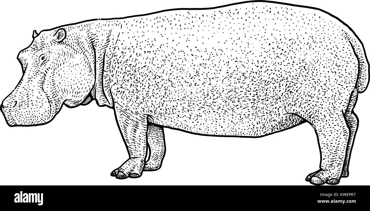 Illustration d'hippopotame, dessin, gravure, encre, dessin au trait, vector Illustration de Vecteur