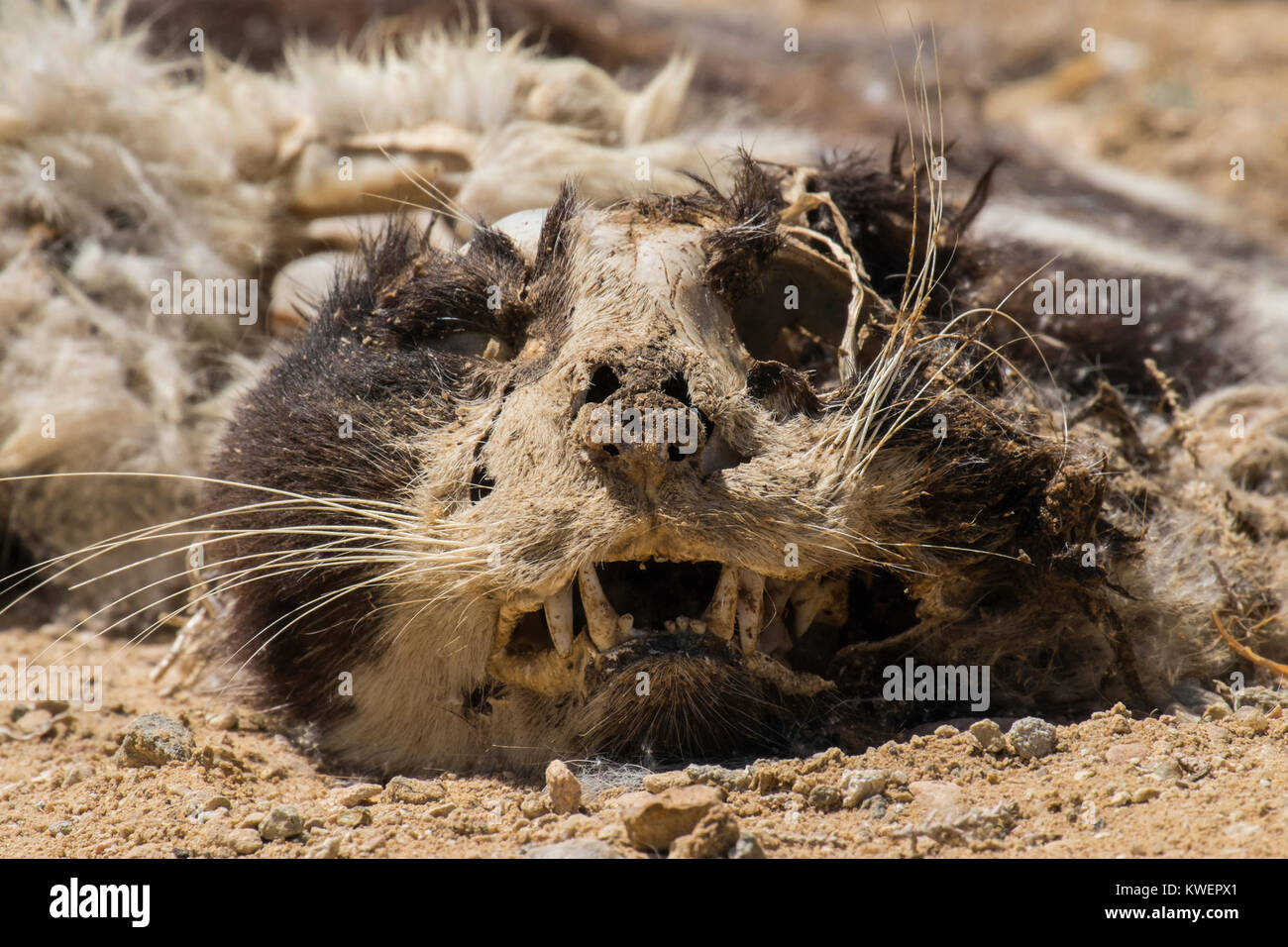 Chat Mort Banque D Image Et Photos Alamy