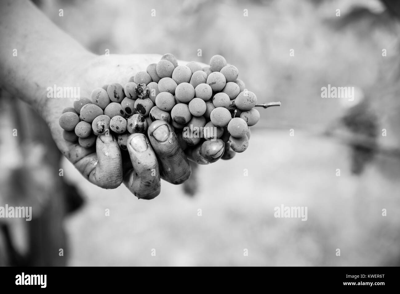 Raisins de vin rouge italien Banque D'Images