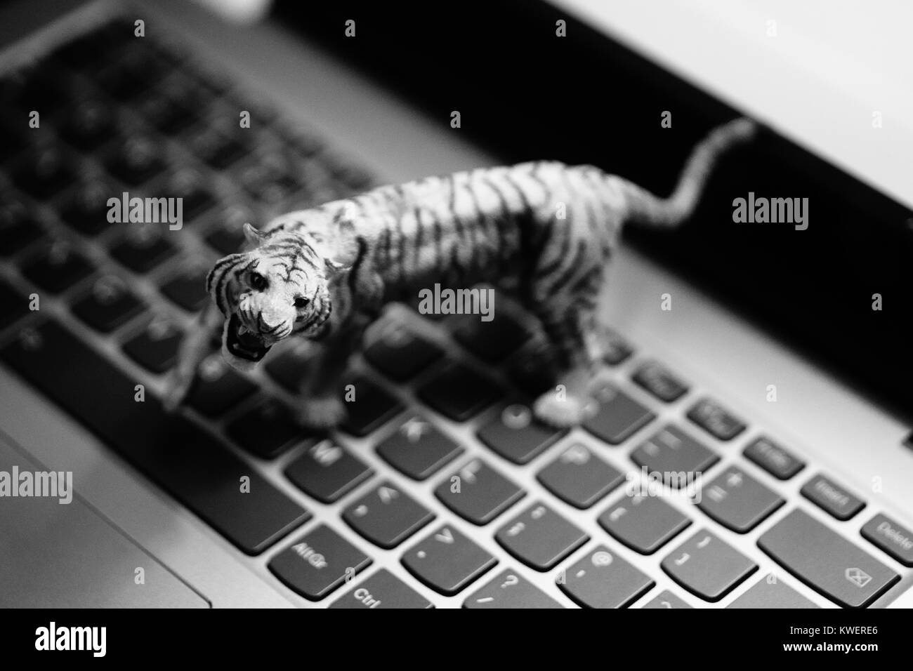 Toy tiger sur ordinateur portable Clavier - les animaux sauvages et l'agriculture à l'ère numérique Banque D'Images
