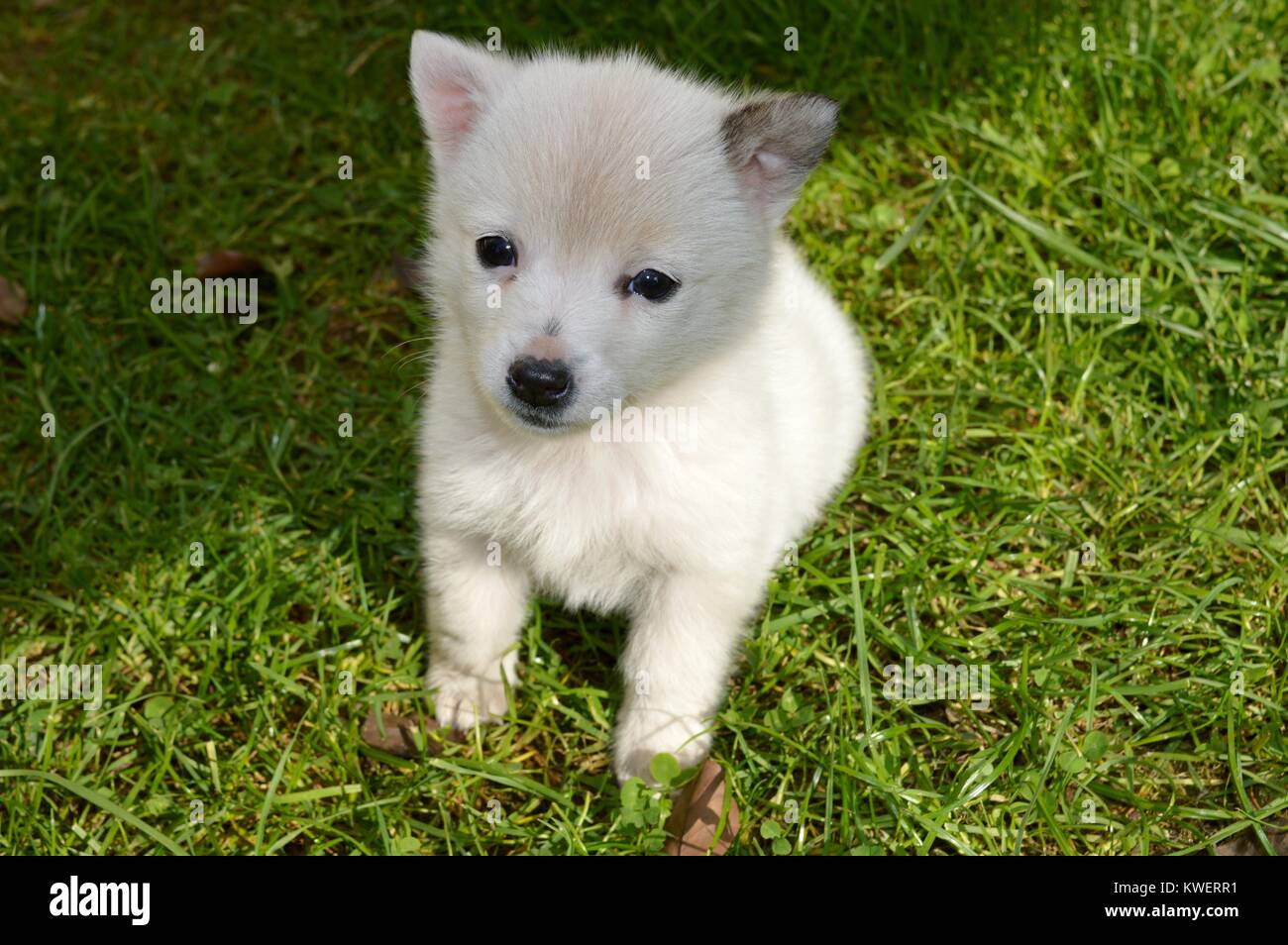 Un petit chiot blanc Banque D'Images