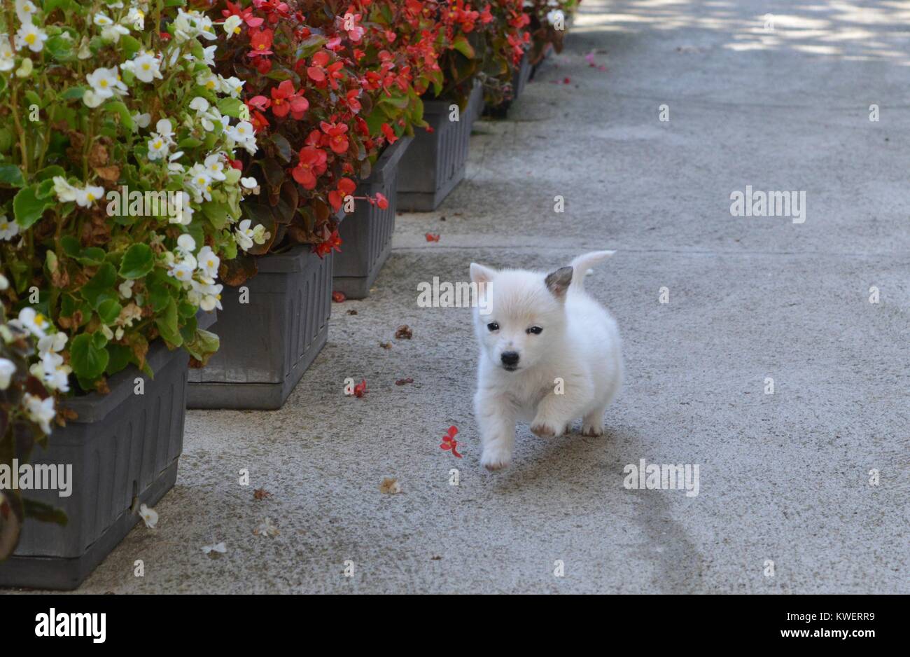 Un petit chiot blanc Banque D'Images