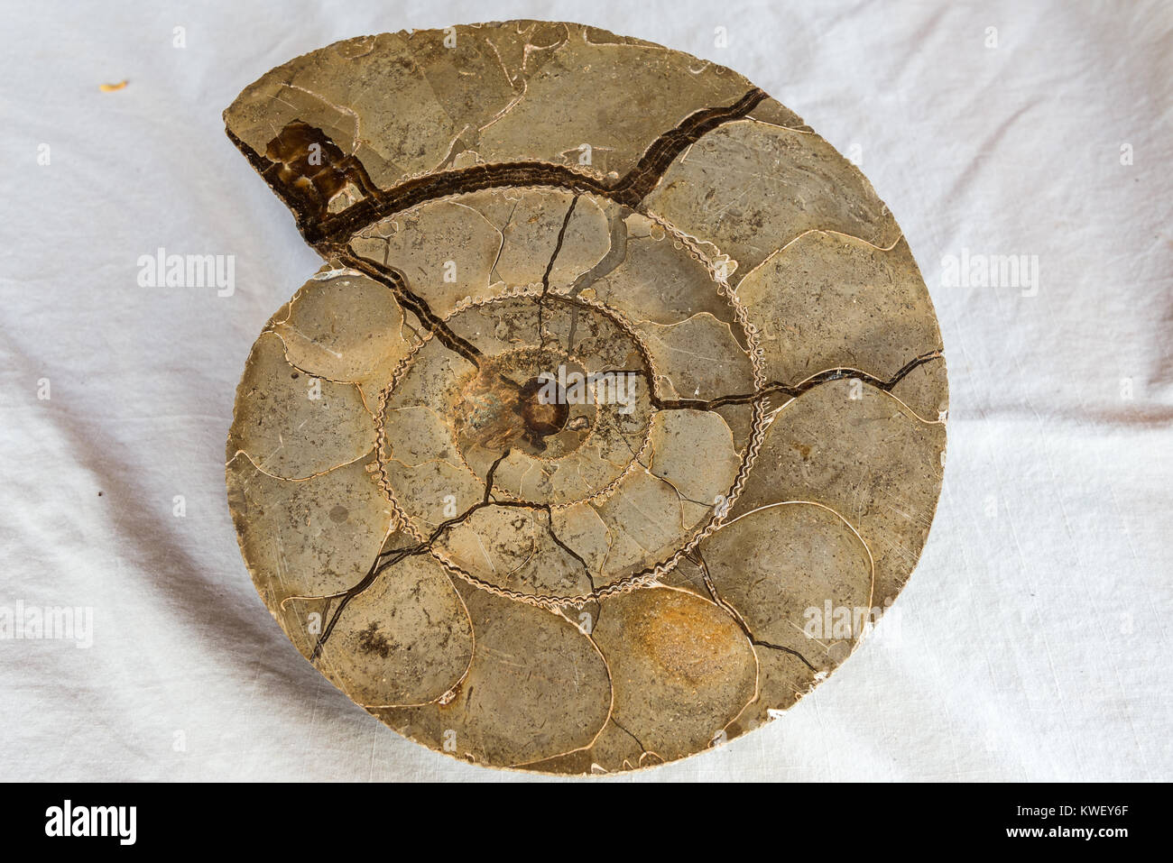 Ammonite fossile. Madagascar, l'Afrique. Banque D'Images
