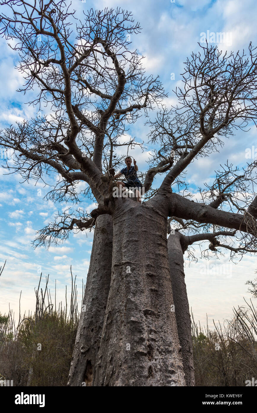 Un comité permanent de l'en haut d'un baobab géant. Madagascar, l'Afrique. Banque D'Images