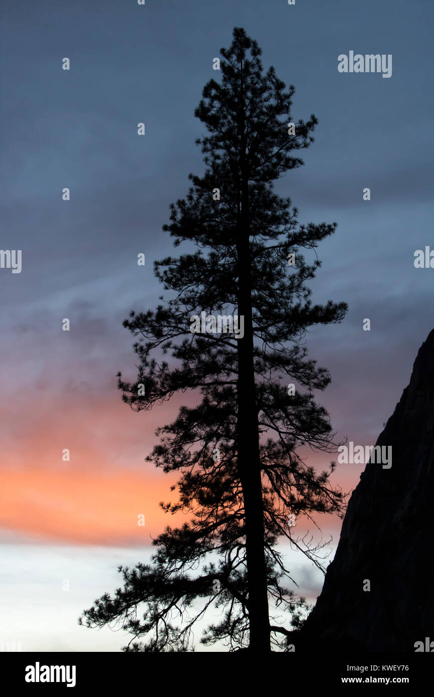 Les peuplements de pins en silhouette contre gris et orange coucher de soleil Nuages Banque D'Images