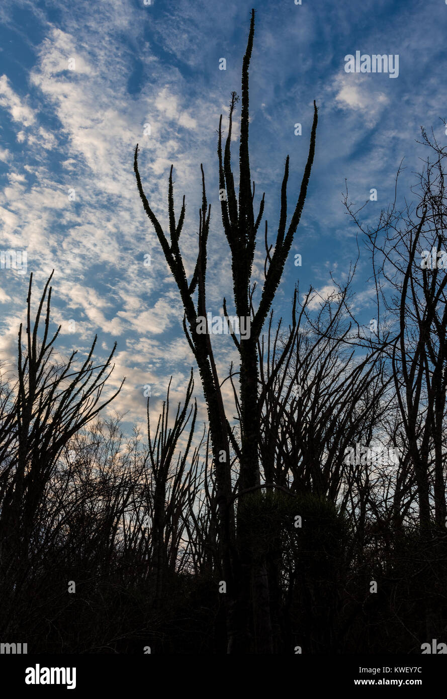 Alluaudia procera, ou Madagascar ocotillo, sont uniques à la Forêt épineuse à Bérenty Réserve privée dans le sud-ouest de Madagascar, l'Afrique. Banque D'Images