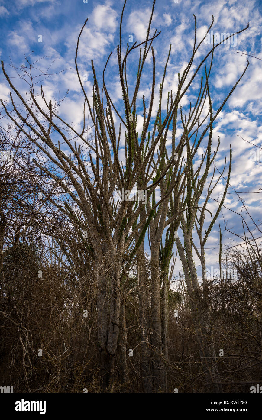 Alluaudia procera, ou Madagascar ocotillo, sont uniques à la Forêt épineuse à Bérenty Réserve privée dans le sud-ouest de Madagascar, l'Afrique. Banque D'Images