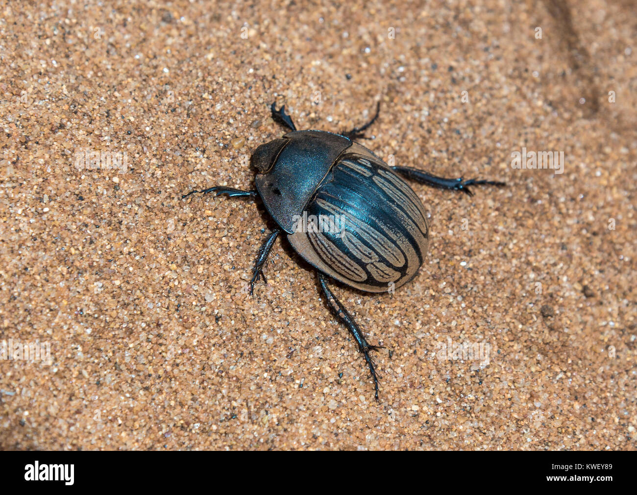 Un scarabée sur le sable. Madagascar, l'Afrique. Banque D'Images