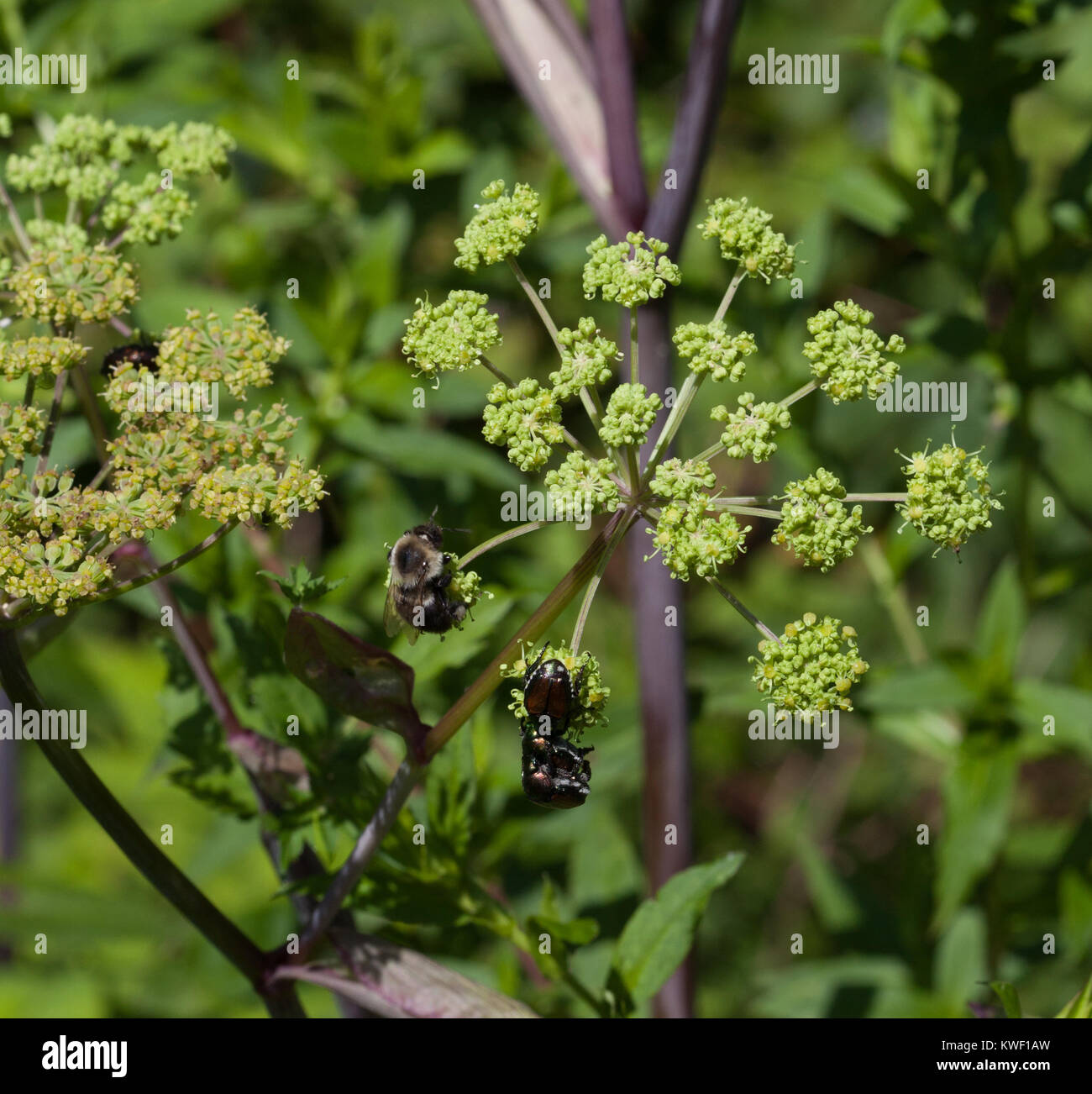 Bumblebee et les scarabées japonais sur Mountain Angélique (Angelica) triquinata Banque D'Images