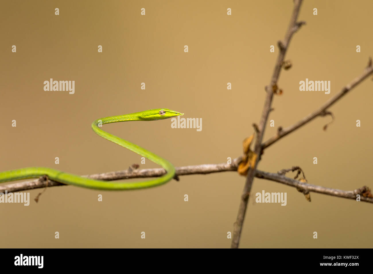 Téléobjectif d'un serpent de vigne commun sur une branche sèche sur un arrière-plan contrasté Banque D'Images