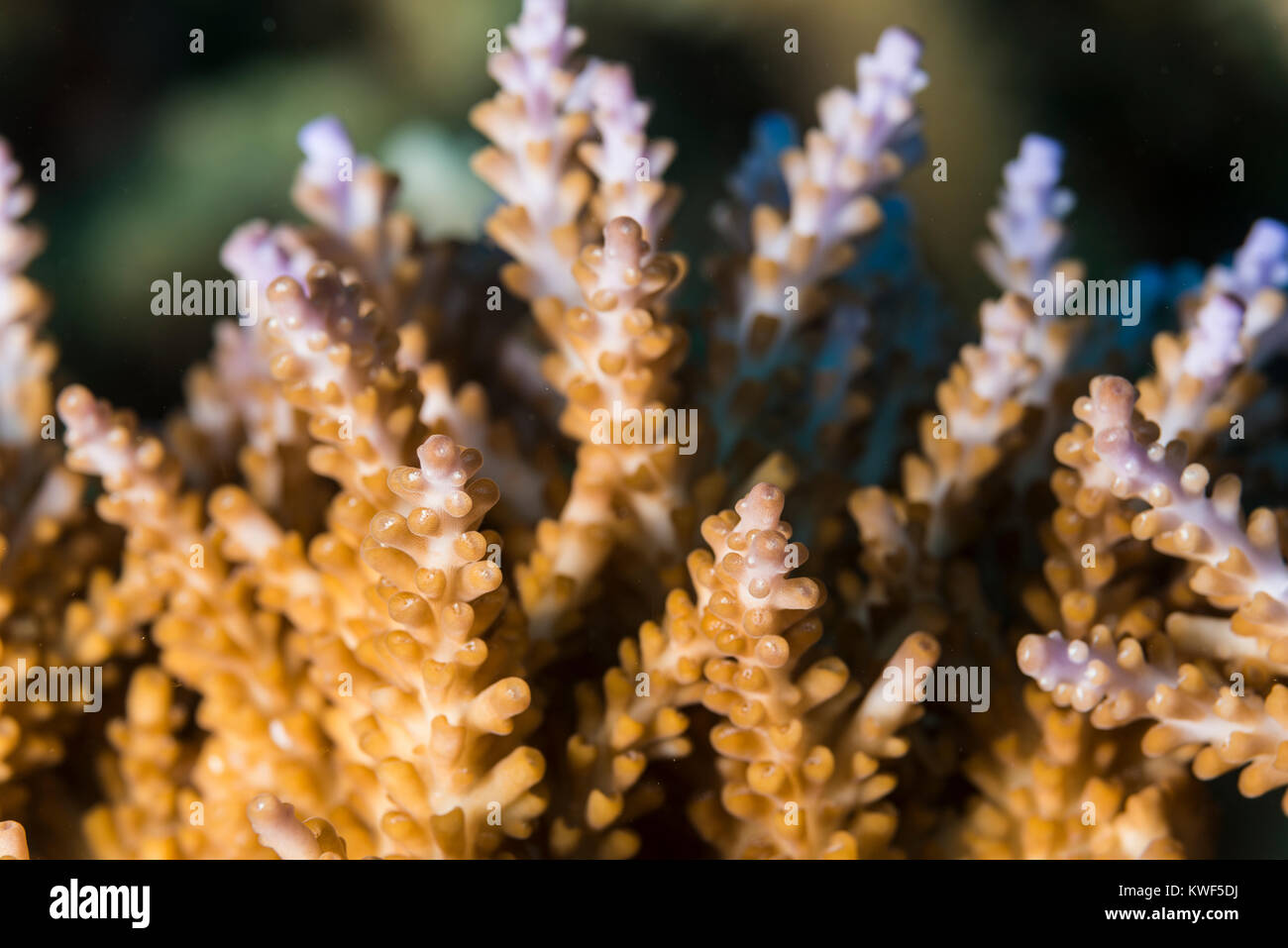 Détail de staghorn coral Banque D'Images