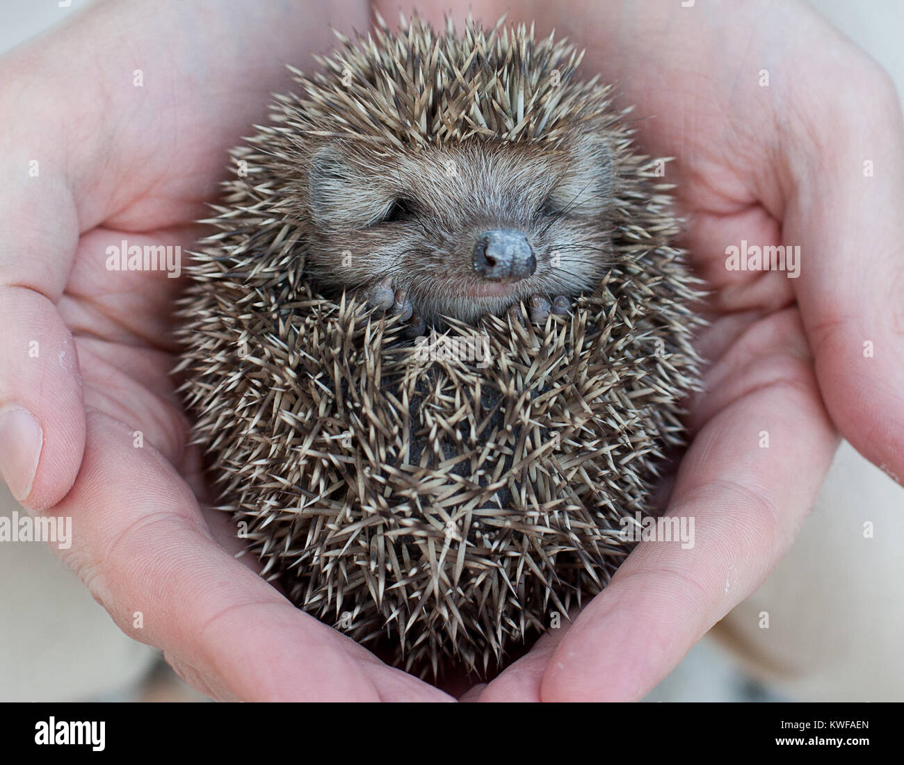 Herisson Mignon Bebe Dans La Main Des Hommes Gros Plan Photo Stock Alamy