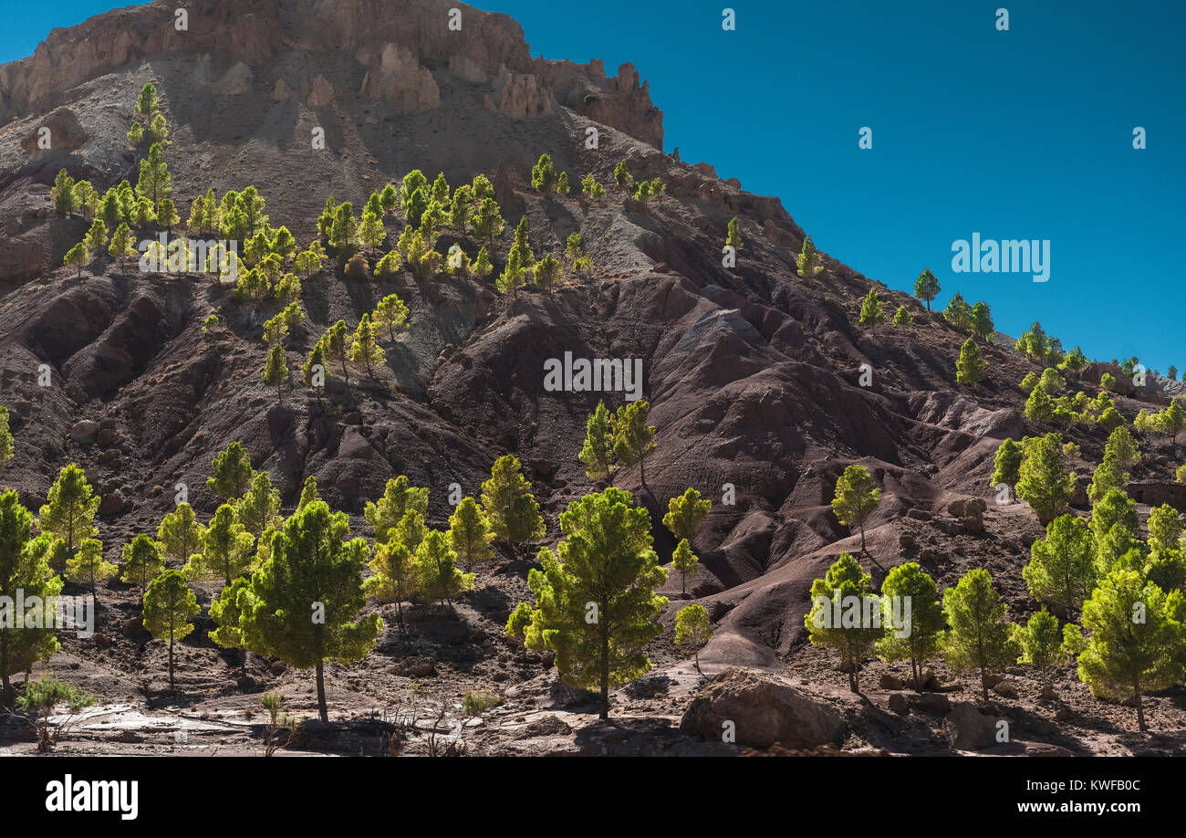 Image paysage marocain d'arbres et de relief accidenté. Banque D'Images