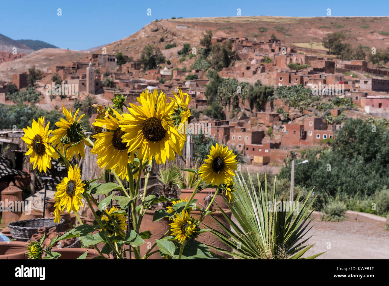 Tournesols et village marocain nr Asni Banque D'Images