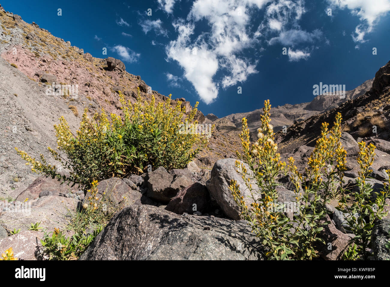 Fleurs sauvages et l'habitat de montagne, Haut Atlas. Banque D'Images