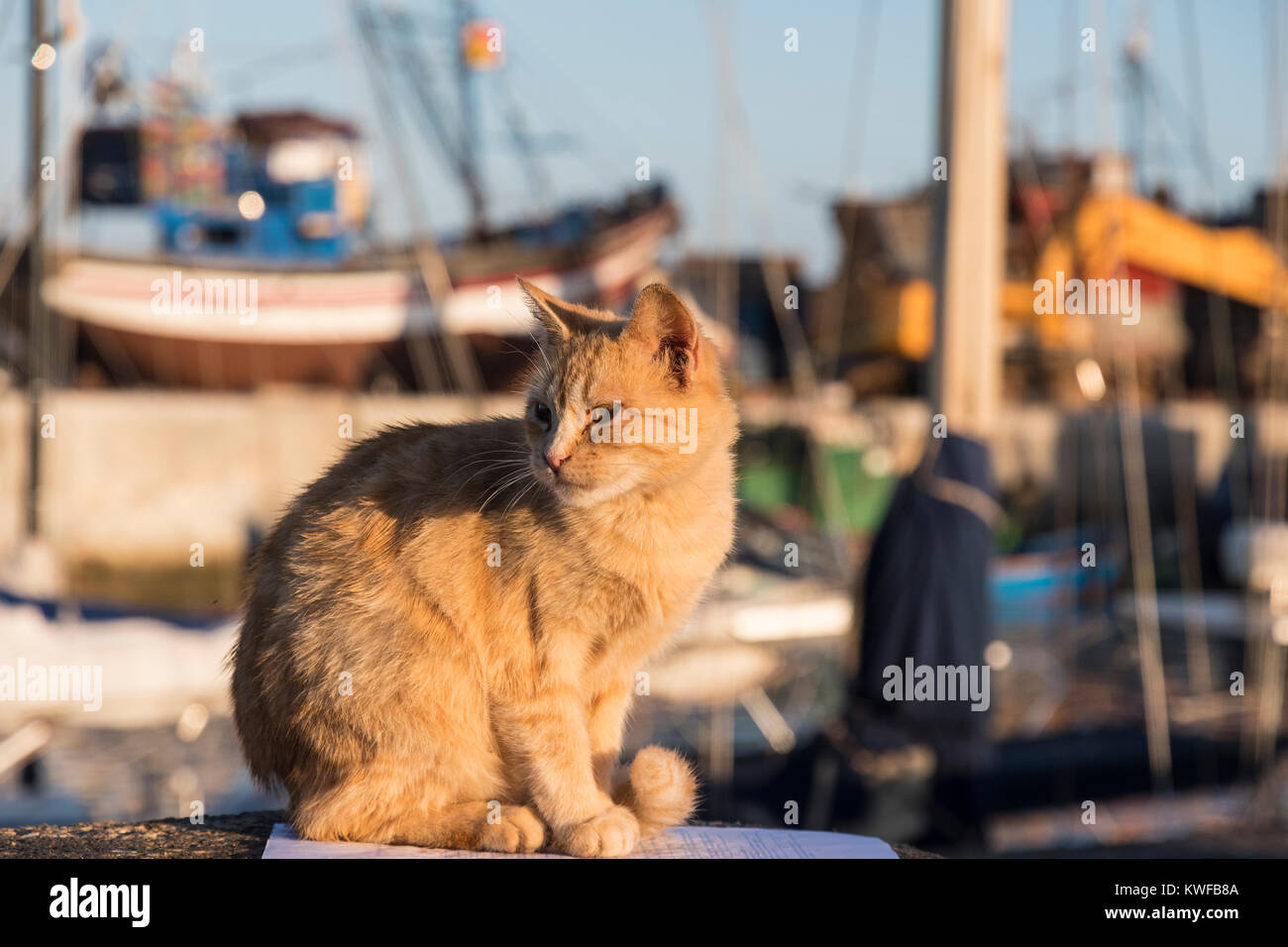 Harbour cat bien nourris. Banque D'Images