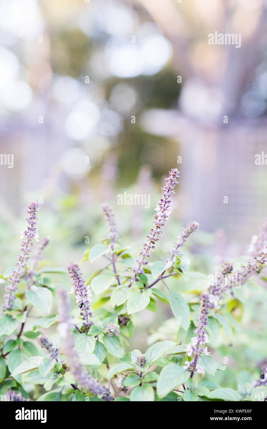 Fleurs violettes à Mobile Botanical Gardens Banque D'Images