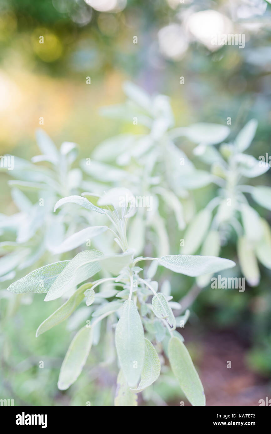 Verdure à Mobile Botanical Gardens Banque D'Images