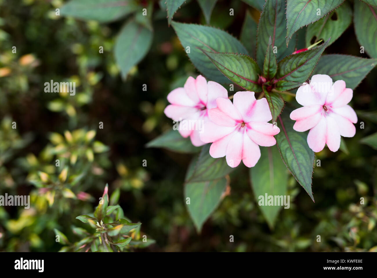 PPink fleurs entouré de verdure, à l'Mobile Botanical Gardens Banque D'Images