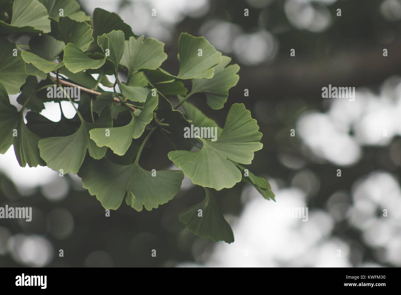 Le Ginkgo biloba, communément appelé le ginkgo Le ginkgo ou également connu sous le nom de l'arbre de ginkgo ou l'arbre aux 40 écus, est la seule espèce vivante à la division Gin Banque D'Images