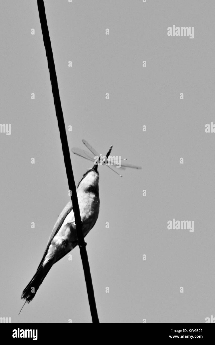 Guêpier arc-en-ciel, Merops ornatus, sur une transmission avec une libellule fraîchement pêchés, Townsville, Queensland, Australie Banque D'Images