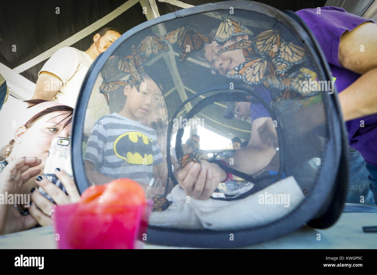 Davenport, Iowa, États-Unis. 17 Sep, 2016. Russell Johnson, 9, de Davenport en tant que volontaire montres Terry Collins sort un monarque pour lui de balise au Nahant Marsh Education Centre à Davenport le Samedi, Septembre 17, 2016. L'événement a fait partie de l'initiative et TallgrassQC a commencé avec des randonnées en option autour du marais et les activités monarque avant la libération de 200 monarques en deux vagues différentes. Les clients peuvent choisir de parrainer un monarque et la bulle d'aide de façon à ce qu'ils peuvent être suivis dans leur voyage au Mexique pour l'hiver. (Crédit Image : © Andy Abeyta/Quad-City Times via Banque D'Images