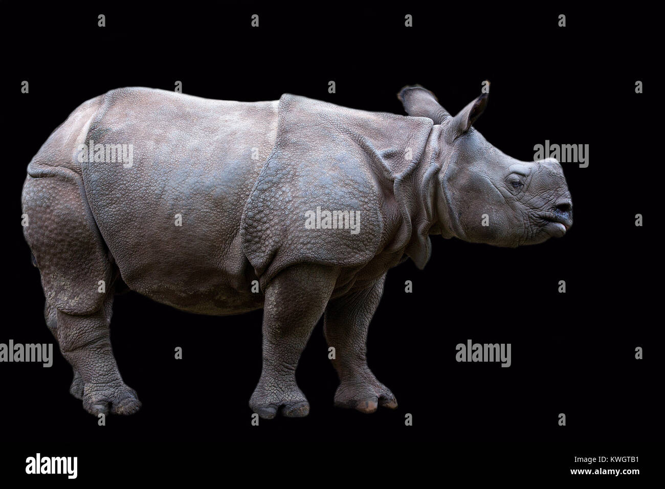 Rhino sur un fond noir Banque D'Images