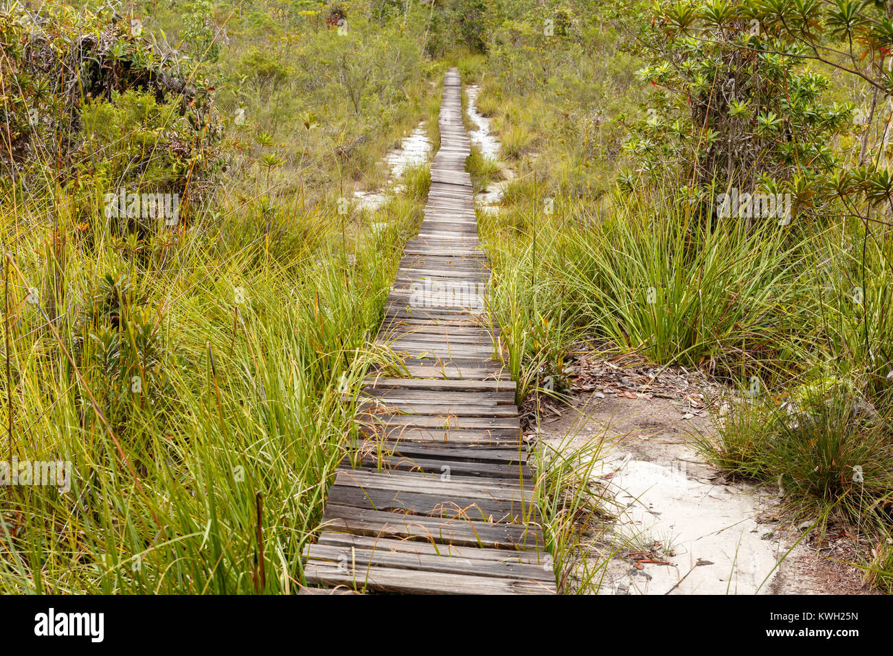 Passerelle en bois dans la forêt Banque D'Images