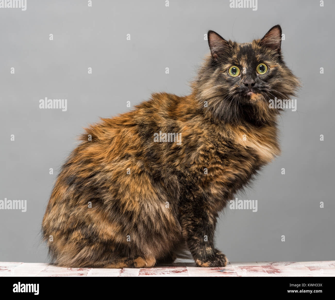 Interieur A Poils Longs Chat Tigre Photo Stock Alamy