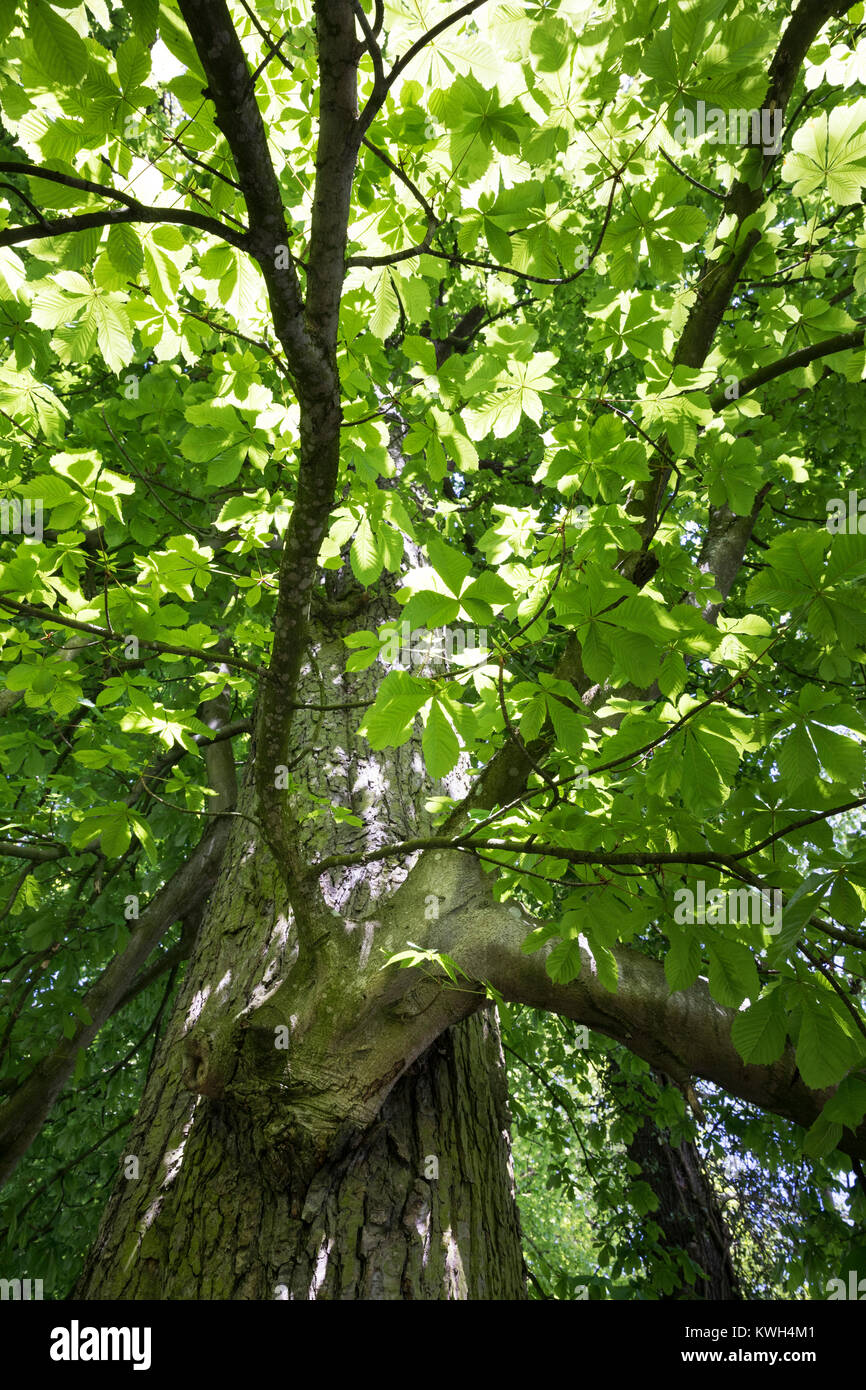 Gewöhnliche Rosskastanie Rosskastanie, Ross-Kastanie, Raum, Blick, dans Baumkrone, Blätterdach, Blatt, Blätter, Aesculus hippocastanum, Cheval Chestn Banque D'Images