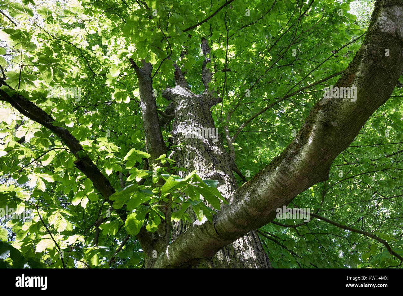 Gewöhnliche Rosskastanie Rosskastanie, Ross-Kastanie, Raum, Blick, dans Baumkrone, Blätterdach, Blatt, Blätter, Aesculus hippocastanum, Cheval Chestn Banque D'Images
