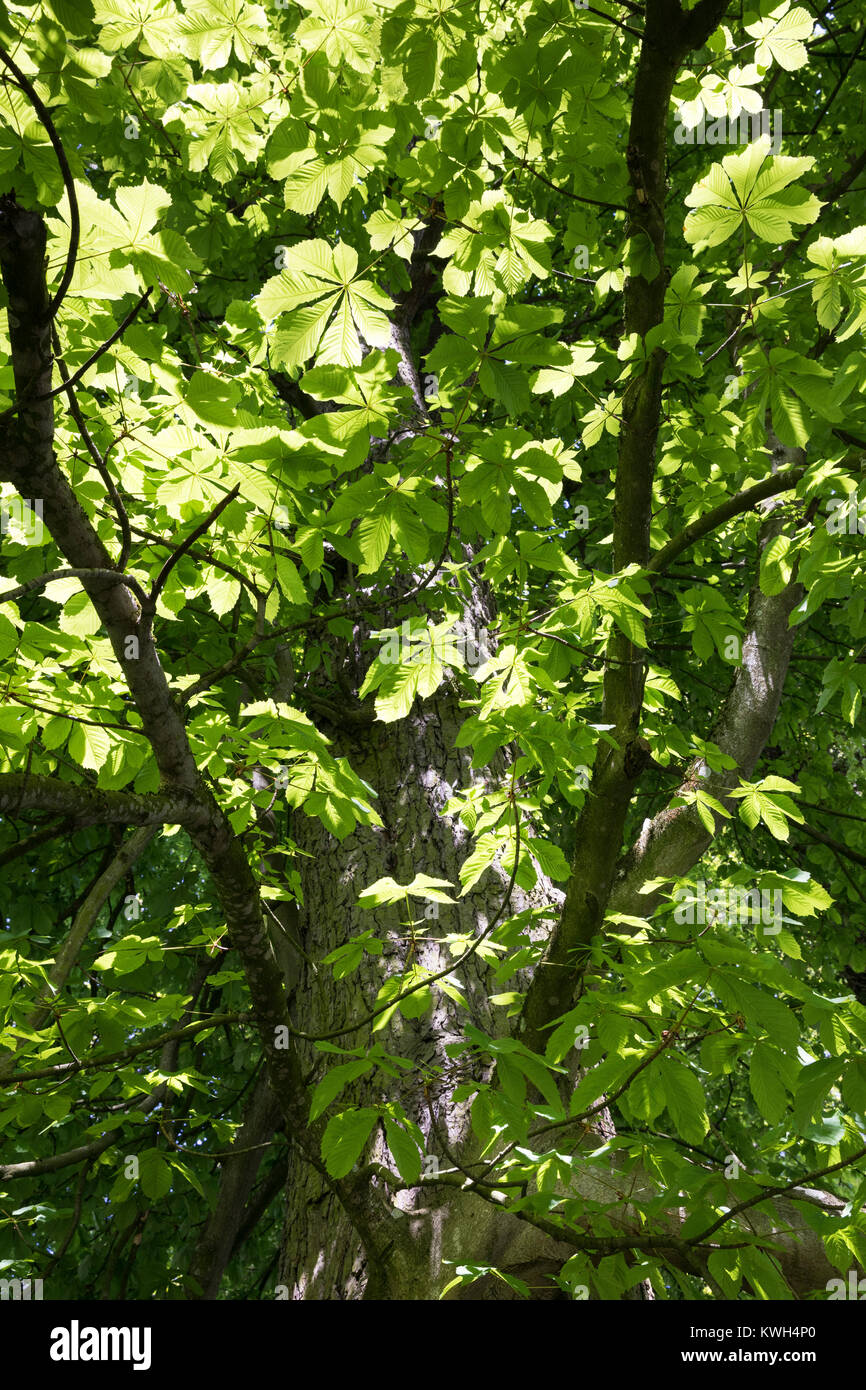 Gewöhnliche Rosskastanie Rosskastanie, Ross-Kastanie, Raum, Blick, dans Baumkrone, Blätterdach, Blatt, Blätter, Aesculus hippocastanum, Cheval Chestn Banque D'Images