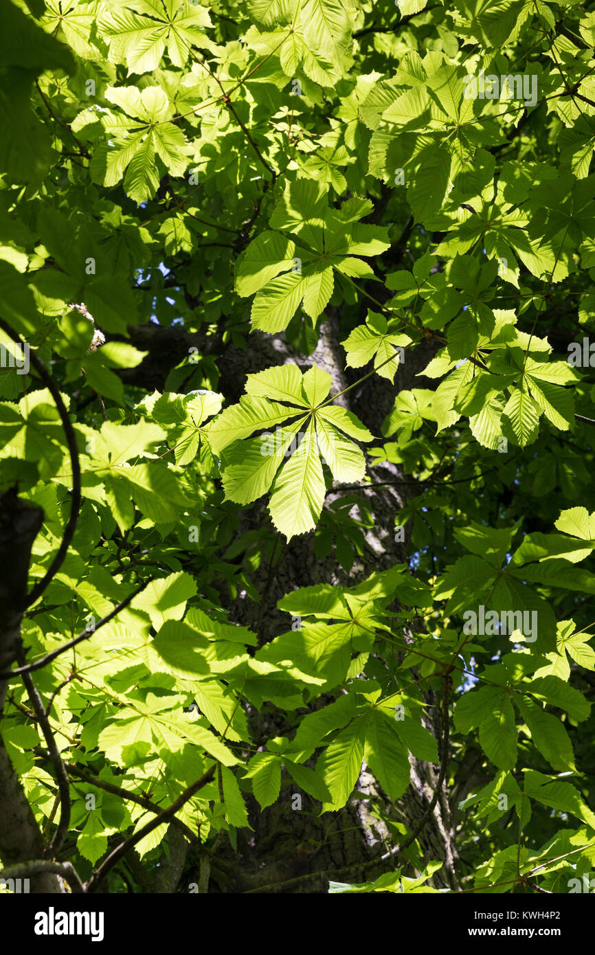 Gewöhnliche Rosskastanie Rosskastanie, Ross-Kastanie, Raum, Blick, dans Baumkrone, Blätterdach, Blatt, Blätter, Aesculus hippocastanum, Cheval Chestn Banque D'Images