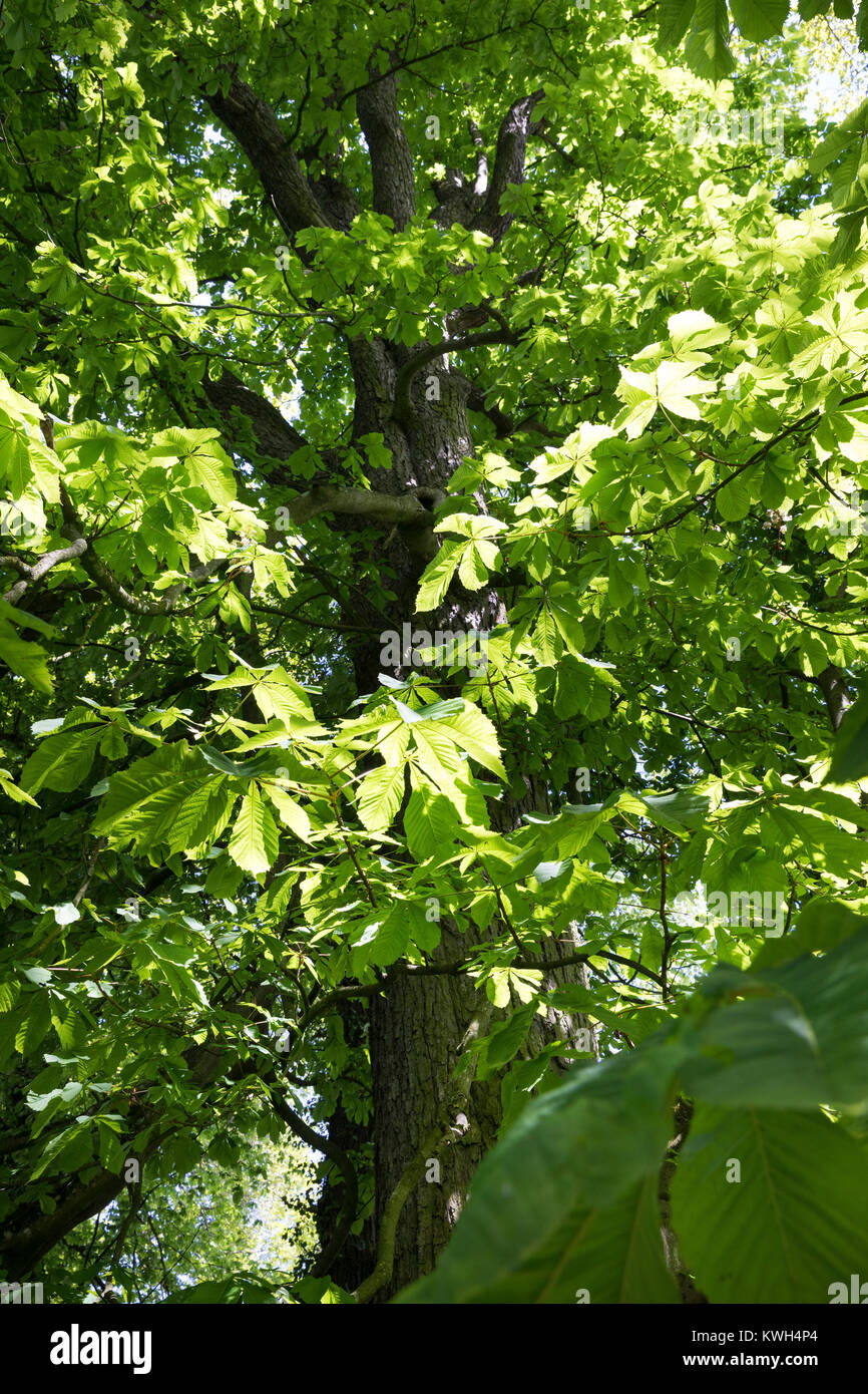 Gewöhnliche Rosskastanie Rosskastanie, Ross-Kastanie, Raum, Blick, dans Baumkrone, Blätterdach, Blatt, Blätter, Aesculus hippocastanum, Cheval Chestn Banque D'Images