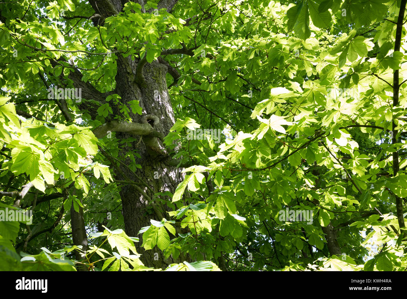 Gewöhnliche Rosskastanie Rosskastanie, Ross-Kastanie, Raum, Blick, dans Baumkrone, Blätterdach, Blatt, Blätter, Aesculus hippocastanum, Cheval Chestn Banque D'Images