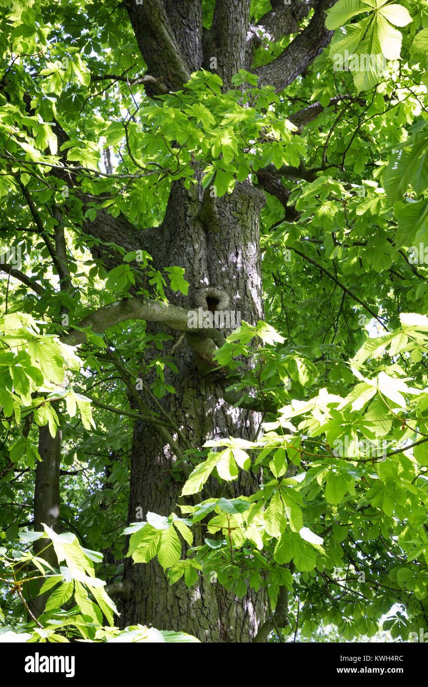 Gewöhnliche Rosskastanie Rosskastanie, Ross-Kastanie, Raum, Blick, dans Baumkrone, Blätterdach, Blatt, Blätter, Aesculus hippocastanum, Cheval Chestn Banque D'Images