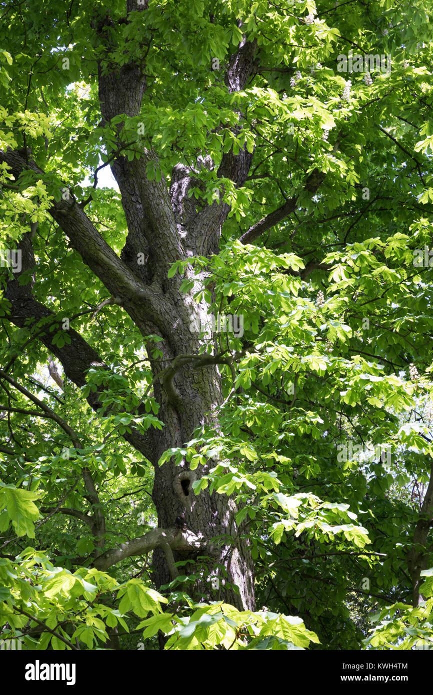 Gewöhnliche Rosskastanie Rosskastanie, Ross-Kastanie, Raum, Blick, dans Baumkrone, Blätterdach, Blatt, Blätter, Aesculus hippocastanum, Cheval Chestn Banque D'Images