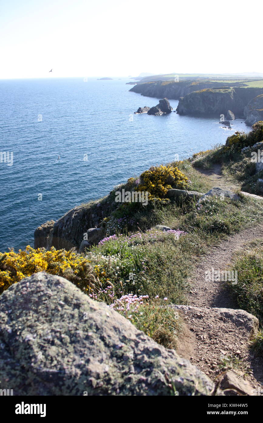 Littoral Pembrokshire, Caerfai Bay, St Davids, Malcolm Buckland Banque D'Images