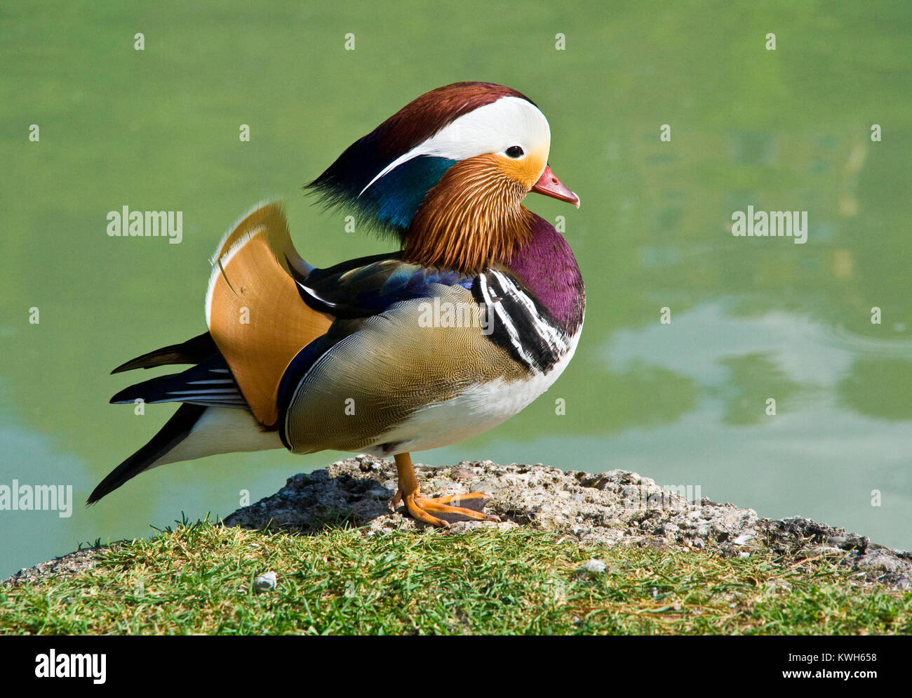 Un mâle Canard mandarin (Aix galericulata) debout avec une jambe sur le bord d'une dalle de pierre à côté d'un lac dans le jardin de Palais Hellbrunn, Salzburg. Banque D'Images