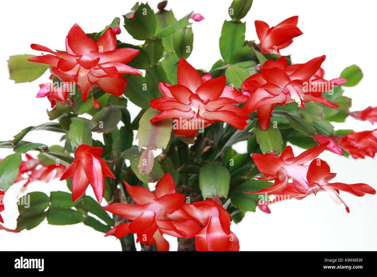Schlumbergera fleur sur fond blanc, close-up Banque D'Images