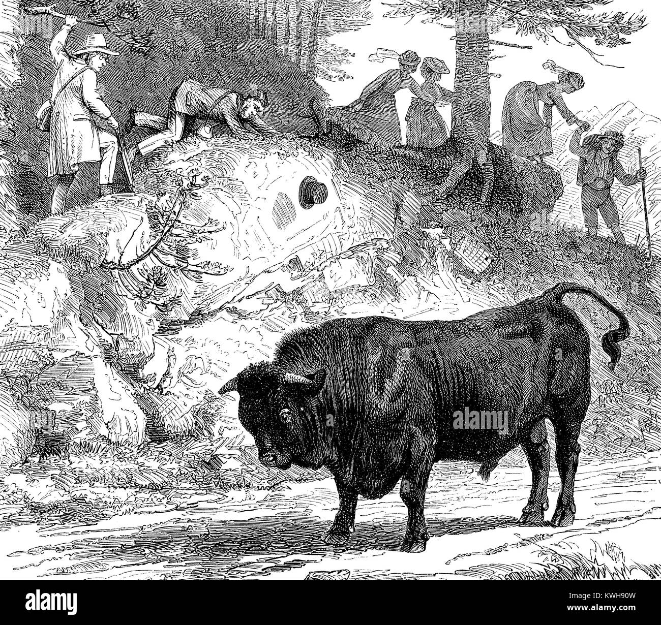 Vintage fun : un taureau menaçant bloque le chemin, les randonneurs de trouver une autre façon de contourner l'obstacle Banque D'Images